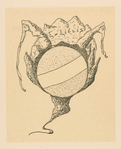 Exlibris by ? Unbekannt from Czech Republic for ? Unbekannt - 